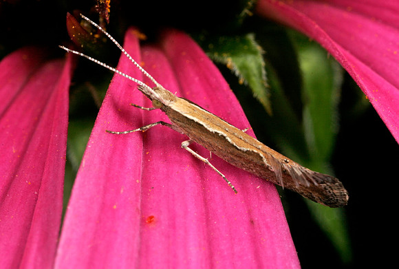 Diamondback Moth