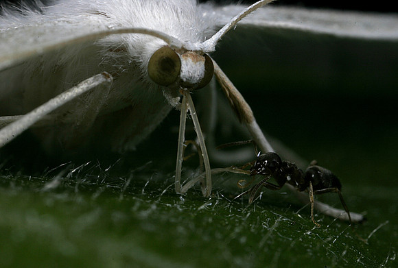 White Moth - 4