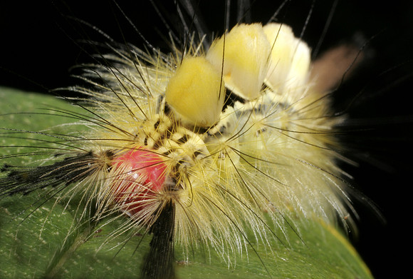 Tussock Moth Caterpillar