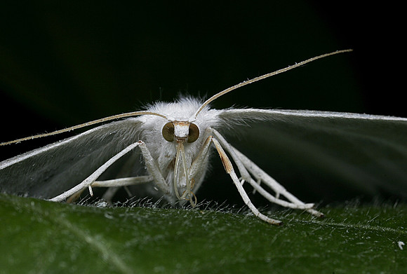 White Moth - 2