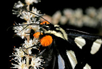 Forester Moth