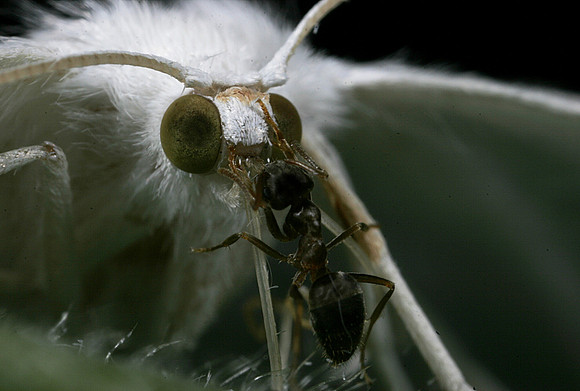 White Moth - 6