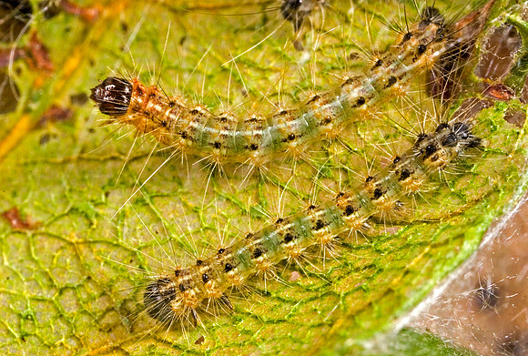 Webworms