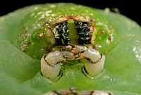 Hornworm - 7