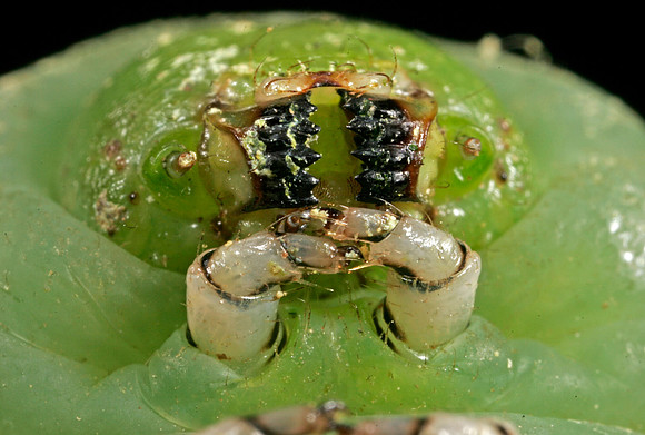 Hornworm - 7