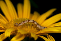 Inchworm - 2