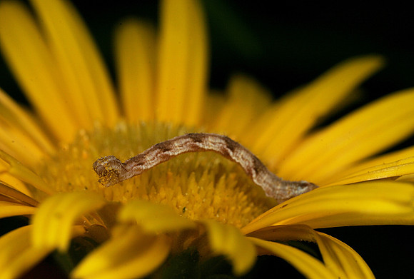 Inchworm - 2