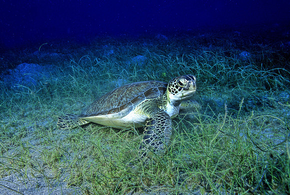 Green Sea Turtle - 4