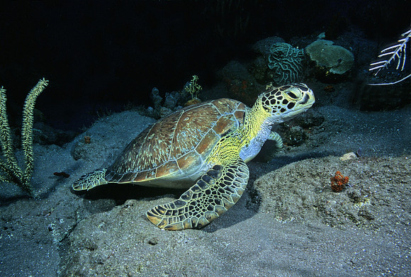 Green Sea Turtle - 5