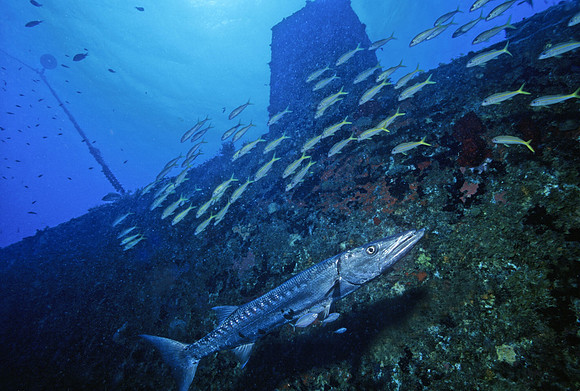Barracuda - 2