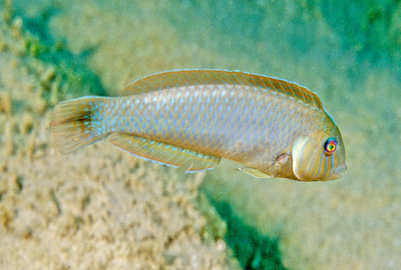 Rosy Razorfish