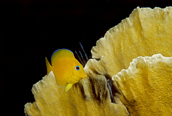 Blue Tang Juvenile