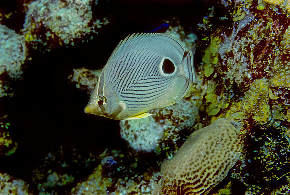 Foureye Butterflyfish - 2