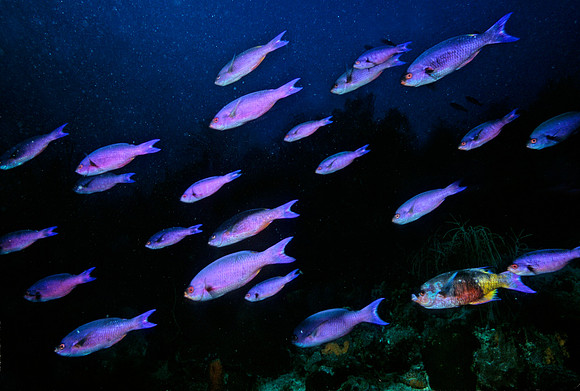 Creole Wrasses
