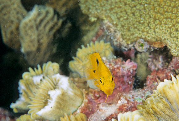 Threespot Damselfish Juvenile