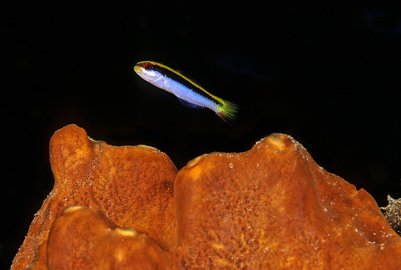 Clown Wrasse Juvenile