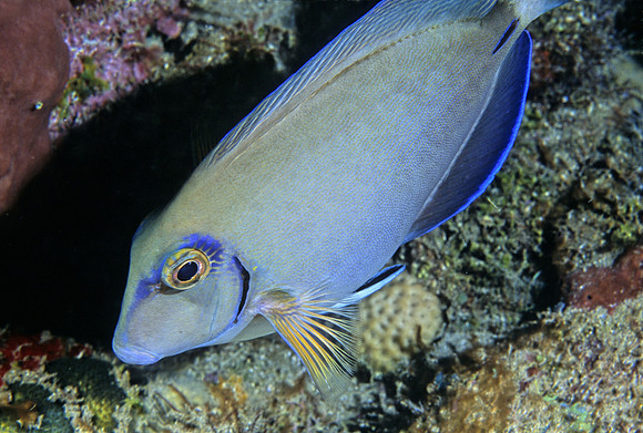 Ocean Surgeonfish