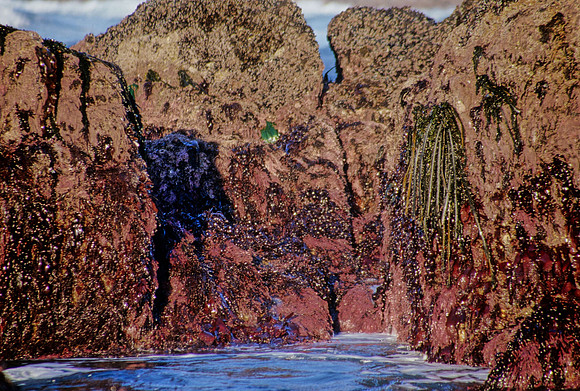Intertidal Zonation - 2