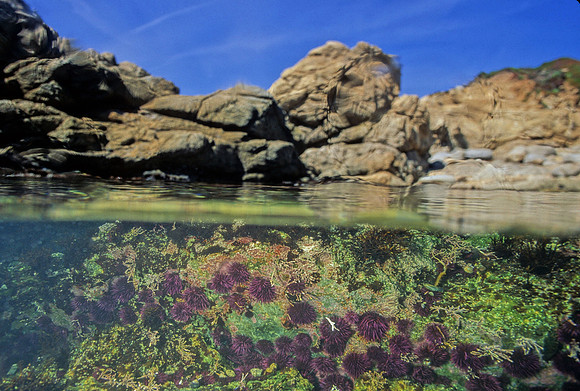 Urchins in Tidepool - 4