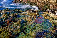 Tidepool - 1