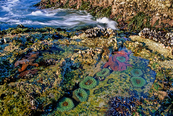 Tidepool - 1