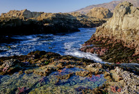 Tidepool - 3