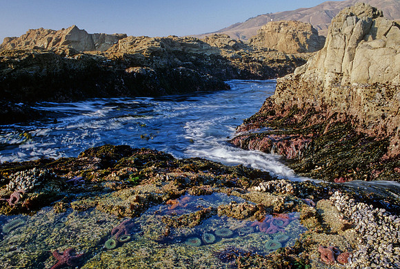 Tidepool - 3