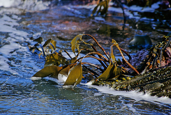 Laminaria at Low Tide - 1