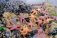 Ochre Stars - 3