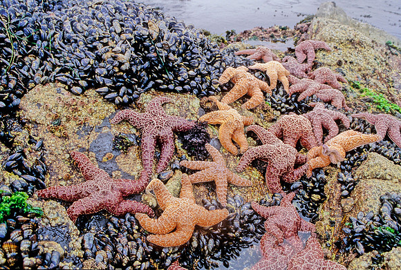 Ochre Stars - 3