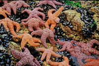 Ochre Stars - 2