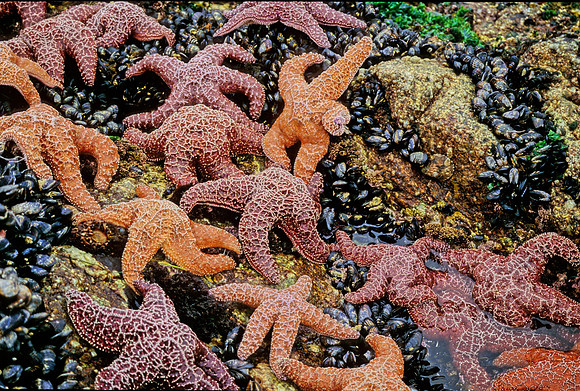 Ochre Stars - 2
