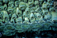 Anthopleura - 3