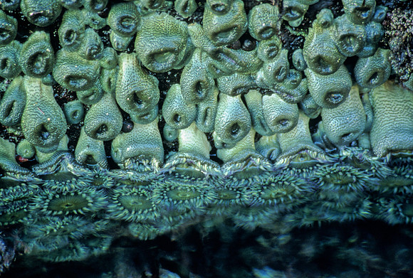 Anthopleura - 3