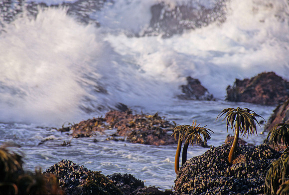 Sea Palms & Mussels - 2