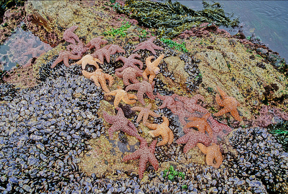 Ochre Stars - 4