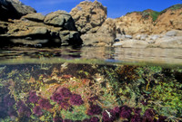 Urchins in Tidepool - 3