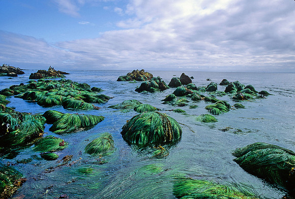 Surfgrass at Low Tide - 3
