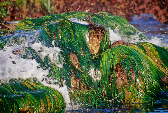 Surfgrass at Low Tide - 2