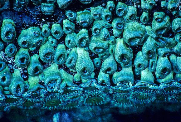 Anthopleura - 2