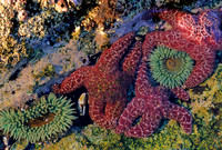 Ochre Stars in Tidepool - 1