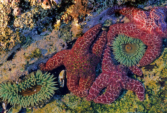 Ochre Stars in Tidepool - 1