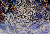 Anthopleura - 4