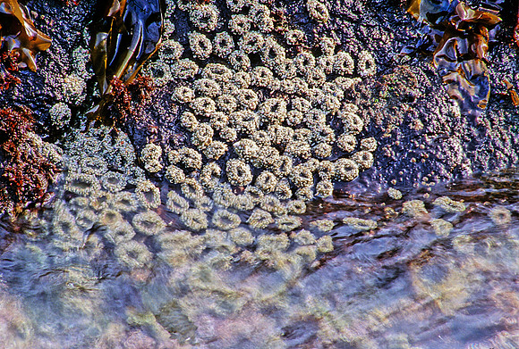 Anthopleura - 4