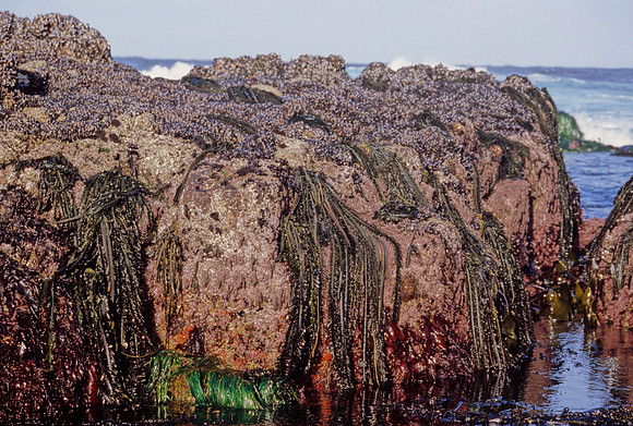 Intertidal Zonation - 1