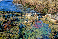Tidepool - 2