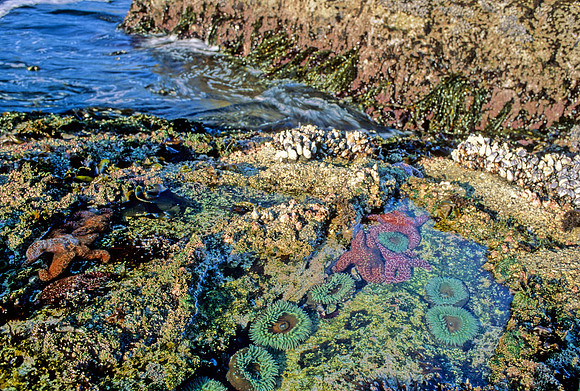 Tidepool - 2