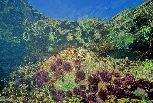 Urchins in Tidepool - 1