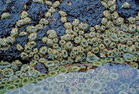 Anthopleura - 1