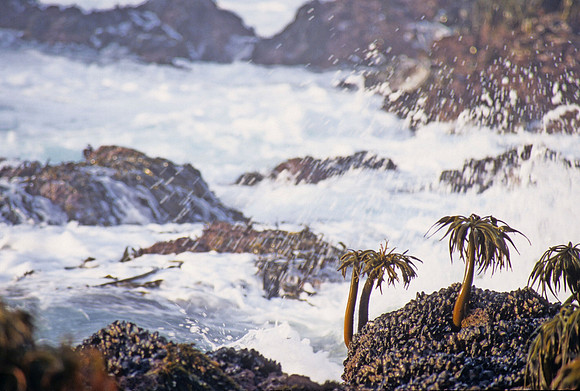 Sea Palms & Mussels - 1